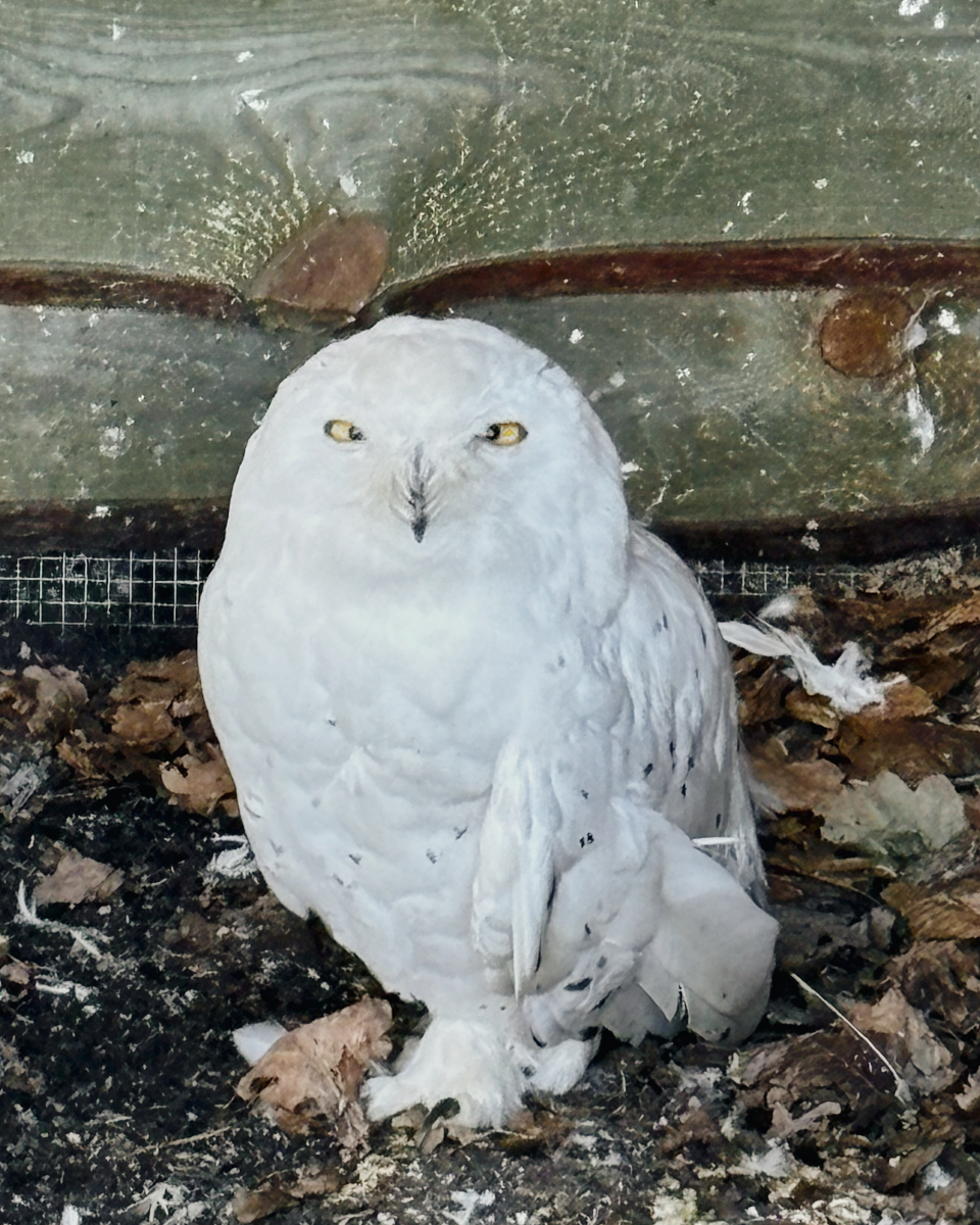 Park Dzikich Zwierząt Kadzidłowo