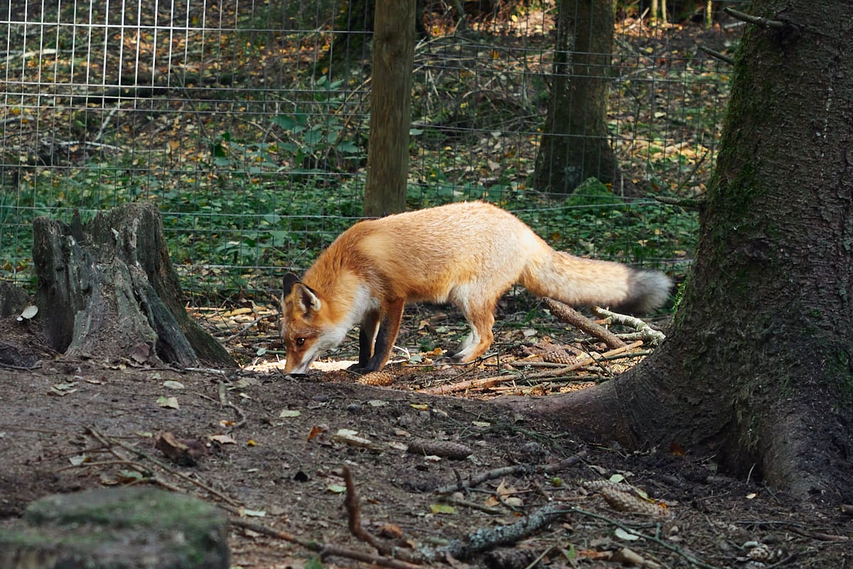 Park Dzikich Zwierząt Kadzidłowo
