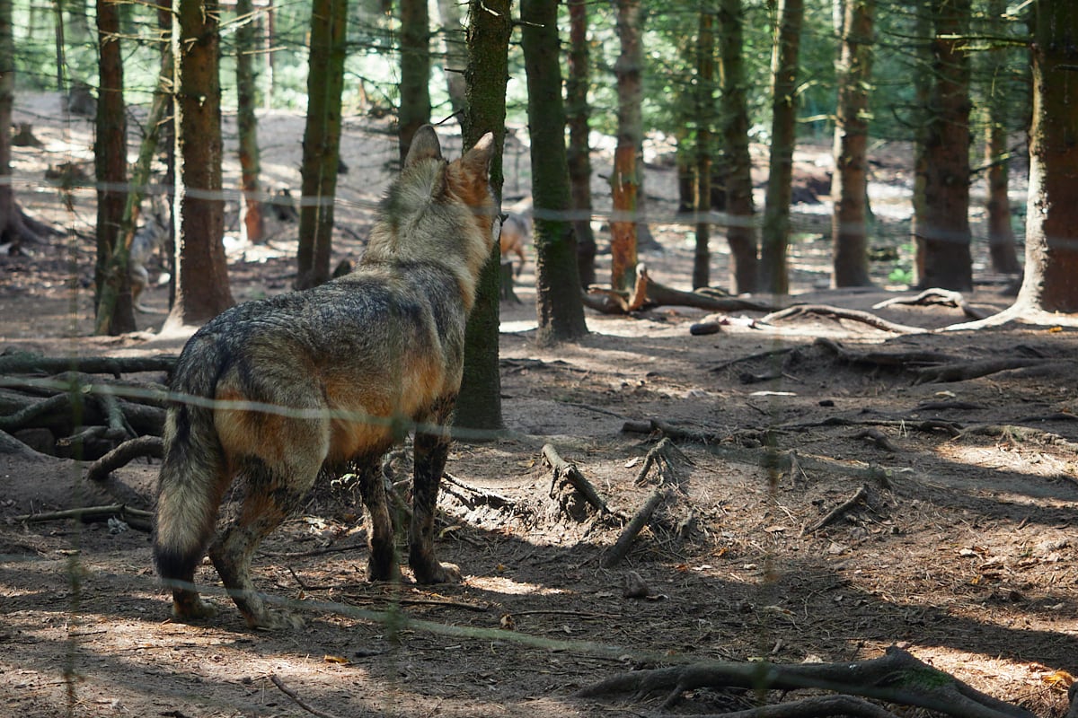 Park Dzikich Zwierząt Kadzidłowo