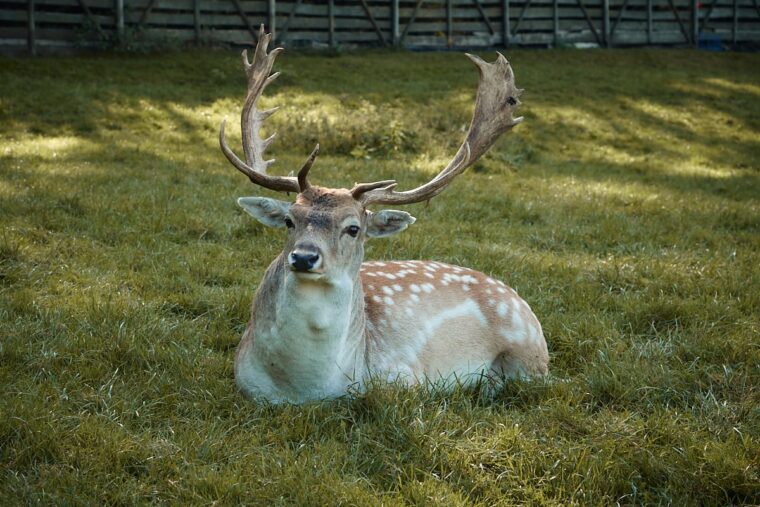 apartamenty-na-mazurach-krolowa-kaczek
