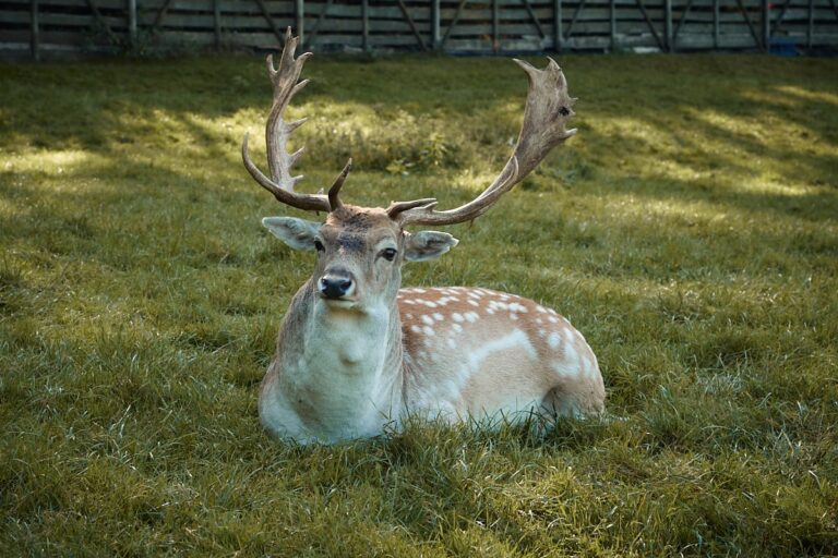 apartamenty-na-mazurach-krolowa-kaczek