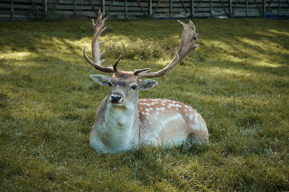 apartamenty-na-mazurach-krolowa-kaczek